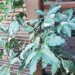 Serjania membranacea Лист