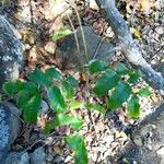 Zanthoxylum caribaeum Leaf