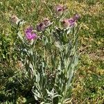 Centaurea uniflora Flower