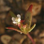 Gayophytum humile 花