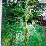 Cirsium palustre Leaf