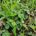 Potentilla sterilis Natur