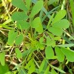 Cassia obtusifolia Leaf