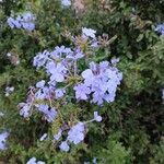 Plumbago europaea Flower