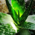 Aloe vera Blad