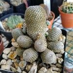 Rebutia heliosa Leaf