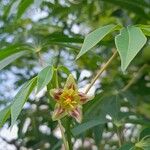 Manihot grahamii Flower