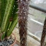 Euphorbia fianarantsoae Écorce