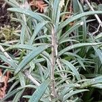 Helianthemum apenninum Leaf