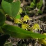 Bulbophyllum resupinatum Flor