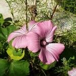 Lavatera trimestris Flor