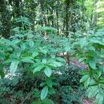 Oxydendrum arboreum Frunză