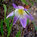 Colchicum autumnale Цветок