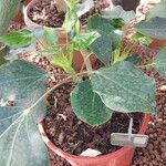 Oreopanax nymphaeifolius Hoja