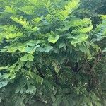 Robinia viscosa पत्ता