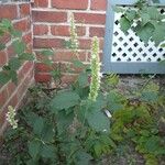 Agastache scrophulariifolia Flor