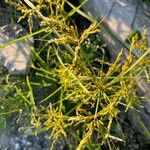 Cyperus iria Çiçek