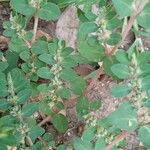 Euphorbia prostrata Folio