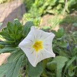 Convolvulus tricolor 花