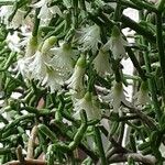 Rhipsalis cereuscula Flor