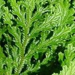 Selaginella martensii Foglia