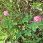 Trifolium hybridum Kvet