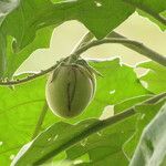 Solanum crinitum Frucht