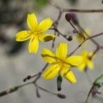 Lactuca muralis Flower