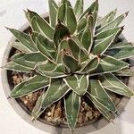 Agave victoriae-reginae Ліст