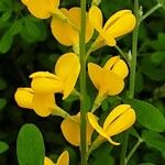 Genista monspessulana Flor