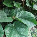 Ficus auriculata Folha