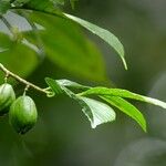 Ticodendron incognitum Fruto