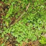Wahlenbergia hederacea Flor