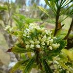 Pittosporum senacia Vili