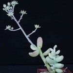 Sedum allantoides Buveinė