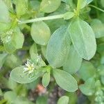 Polycarpon tetraphyllum Blad