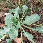 Brassica montana Hostoa