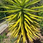 Yucca aloifolia Fuelha