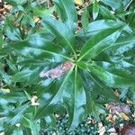 Myoporum laetum Leaf