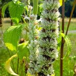 Agastache foeniculum Blodyn