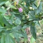 Symphyotrichum novi-belgii Habit