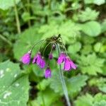 Primula matthioli Flower