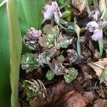 Aquilegia vulgaris Blad