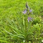 Camassia quamash Plante entière