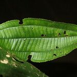 Miconia bubalina Leaf