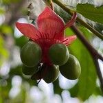 Ochna serrulata Fruit