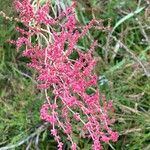 Rumex acetosella 花