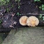 Balanophora fungosa Frutto