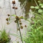 Scirpus cyperinus 叶