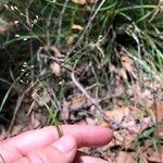 Panicum simile Flower